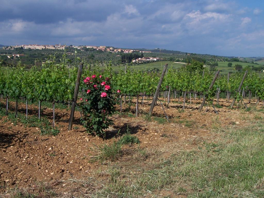 Villa Agriturismo La Carlina Magliano in Toscana Exterior foto